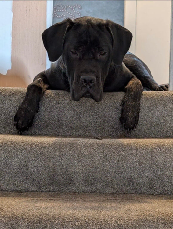Cane corso for sale