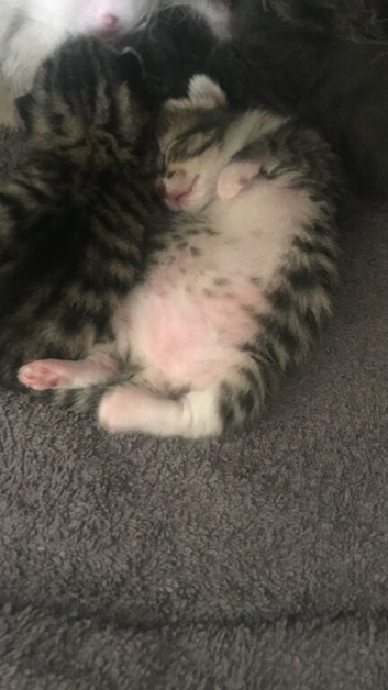 Three Kittens
