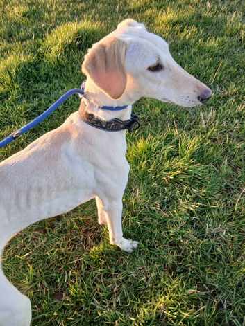 Saluki x lurcher