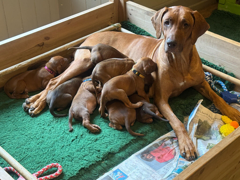 1 beautiful KC registered pet bitch puppy available