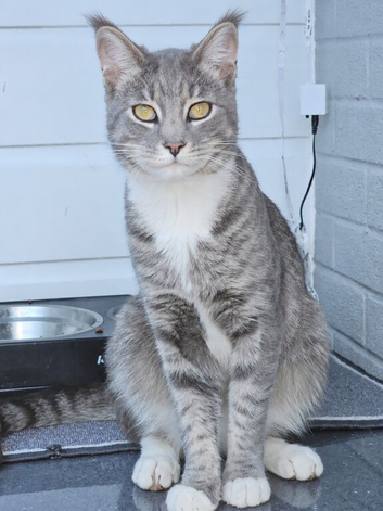 Maine coon cat