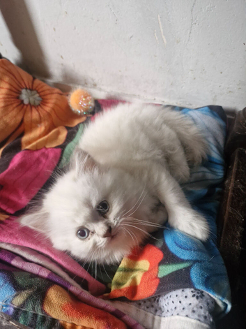 British short haired cross kitten for sale