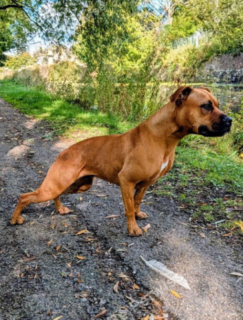 Staffy cross
