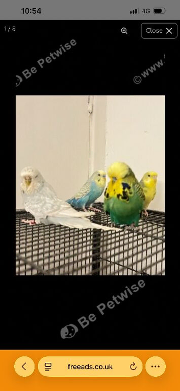Budgies and cage