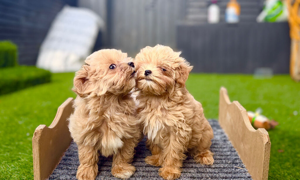 Tiny Asian/Korean F1 Maltipoo Puppies