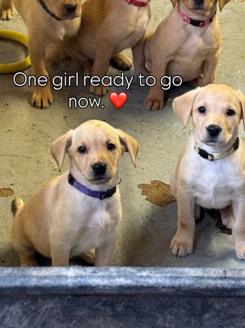 Beautifully girl now available now