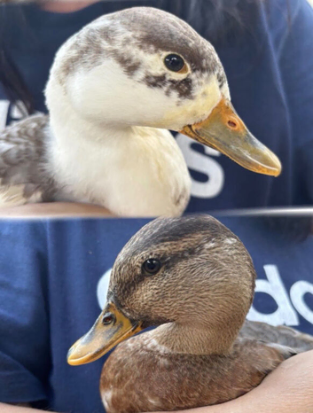 Two call duck drakes