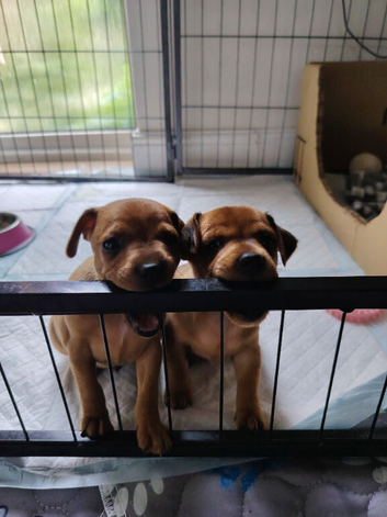 Beautiful Miniature Pincher puppies