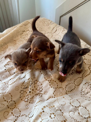 Female Jack Russell's
