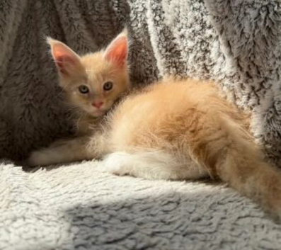 PURE MAINE COON KITTENS