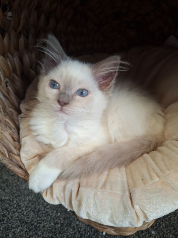 GCCF Lilac Ragdoll boy kittens