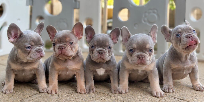 PRICE DROP New Shade Health Clear KC Registered French Bulldog Puppies