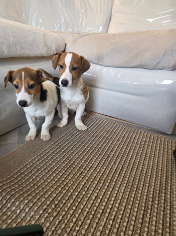 Jack Russell pups