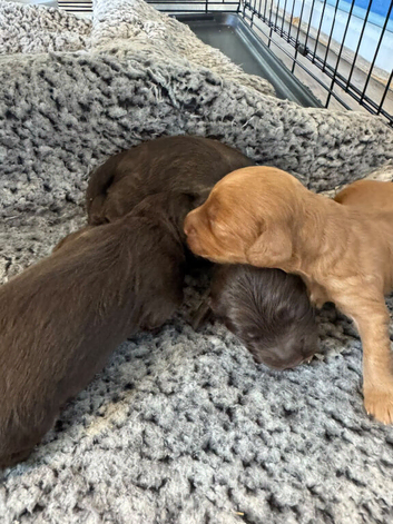 F2b Miniature Cockapoo Puppies.
