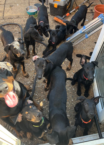 Belgian Malinois x Dobermann Pups **Only 8 Left**