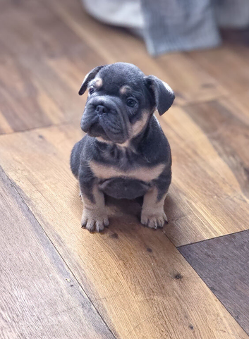 French Bulldog Puppies &ndash; Raised with Love, Bred with Care