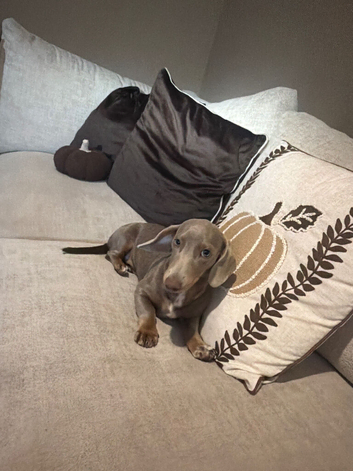 Miniature dachshund