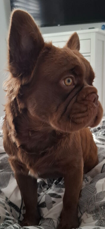 Fluffy french bulldog