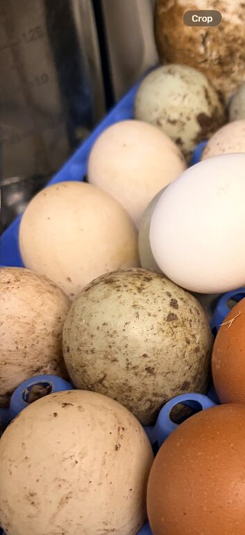 Pure breed duck eggs