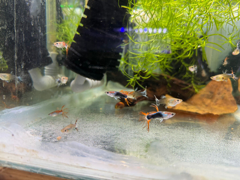 Pair crown tail guppy