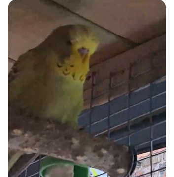 2 budgies available . Cinnamon and Dun Fallow