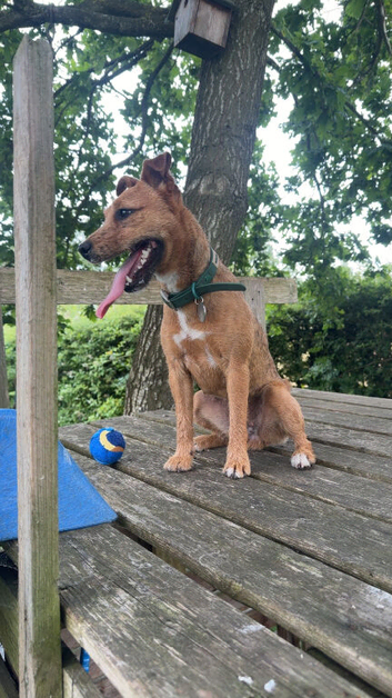 1 year old female patterjack