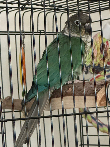 GORGEOUS TURQUOISE CONURE