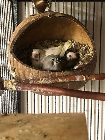 ZEBRA FINCHES AVAILABLE