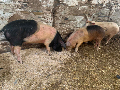 6 GOS x Saddleback boars