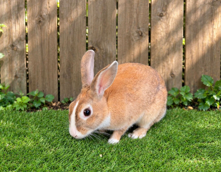 Female rabbit 12 months old