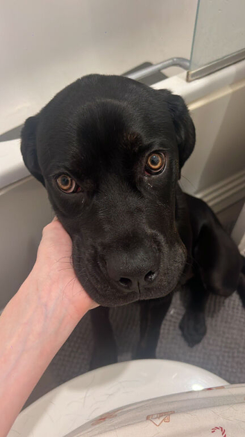 6 month old Rotti Corso