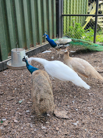 Mature Indian Blue Peacock