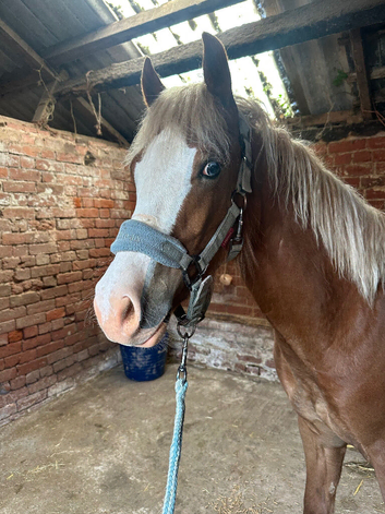 Welsh D yearling