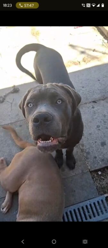 Beautiful friendly blue cane corso