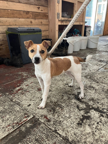 Jack Russel girl