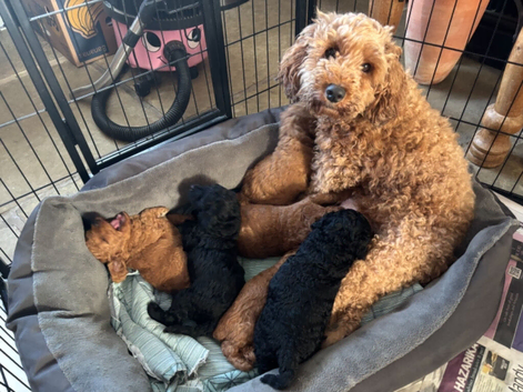COCKAPOO PUPPIES Red & Black ready 15 August