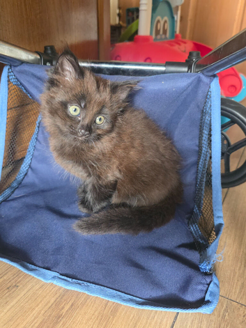 Girl kitten