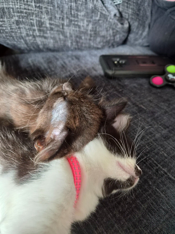 2 kittens