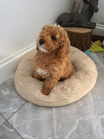 Toy f1b cavapoo puppies! last girl
