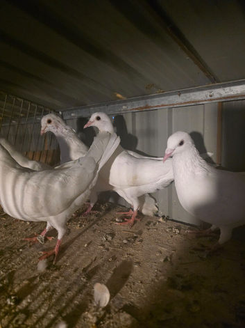 White pigeons