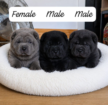 Chowpei Pups