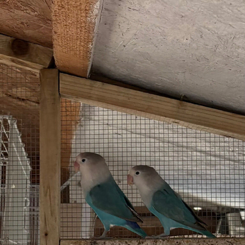 Lovebirds for sale