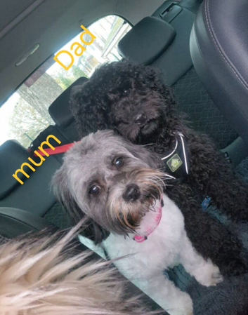 Beautiful puppies