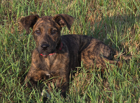 15 week old mallinois cross small