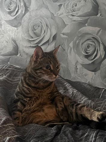 Stunning Bengal Mix 10month old Female