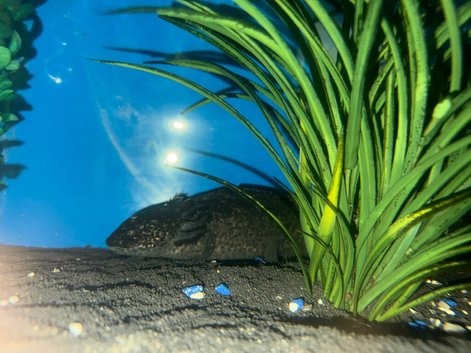 2 breeding axolotls