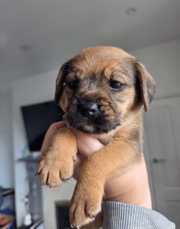 2 girls looking for their forever homes