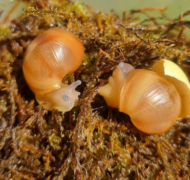 Leucistic Ovums