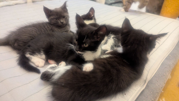 Mixed kittens grey black and white