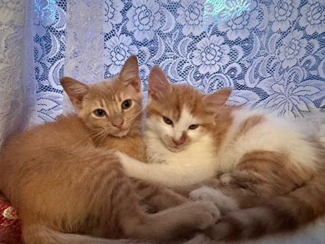 REHOME ALLERGIES: 3 kittens